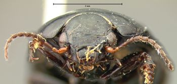 Media type: image;   Entomology 5679 Aspect: head frontal view